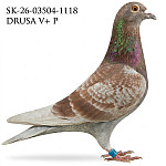 Sk-26-03504-1118