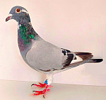 SK-2026-0999-8782  TOP!