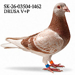 Sk-26-03504-1462