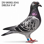 DV-26-09392-3341