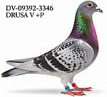 DV-26-09392-3346