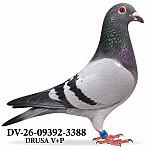 DV-26-09392-3388