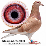 SK-26-M-55-4000