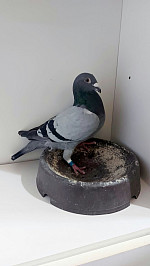 SK-26-03304-1015