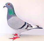 SK-2026-0604-847 TOP PITBULL 777