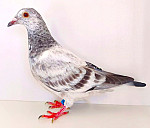 SK-2026-0999-8866  100 % LEIDEMAN´S GEBr