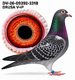 DV-26-09392-3318