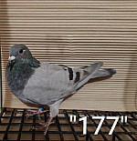SK -26-01108-177 MP H