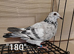 SK-26-01108-180 ŠIMEL