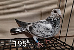 SK-26-01108-195 ŠIMEL