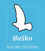 Baško racing pigeons - mladé na krátke a stredné trate