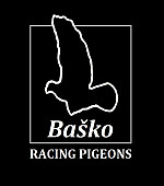 Baško racing pigeons - mladé na maratóny