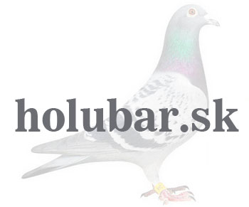 Holub bez obrázka