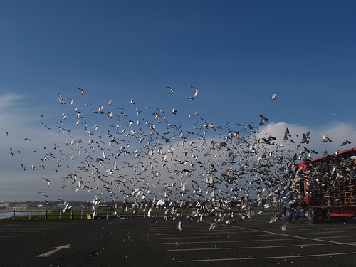 Vypustenie holubov v deň preteku