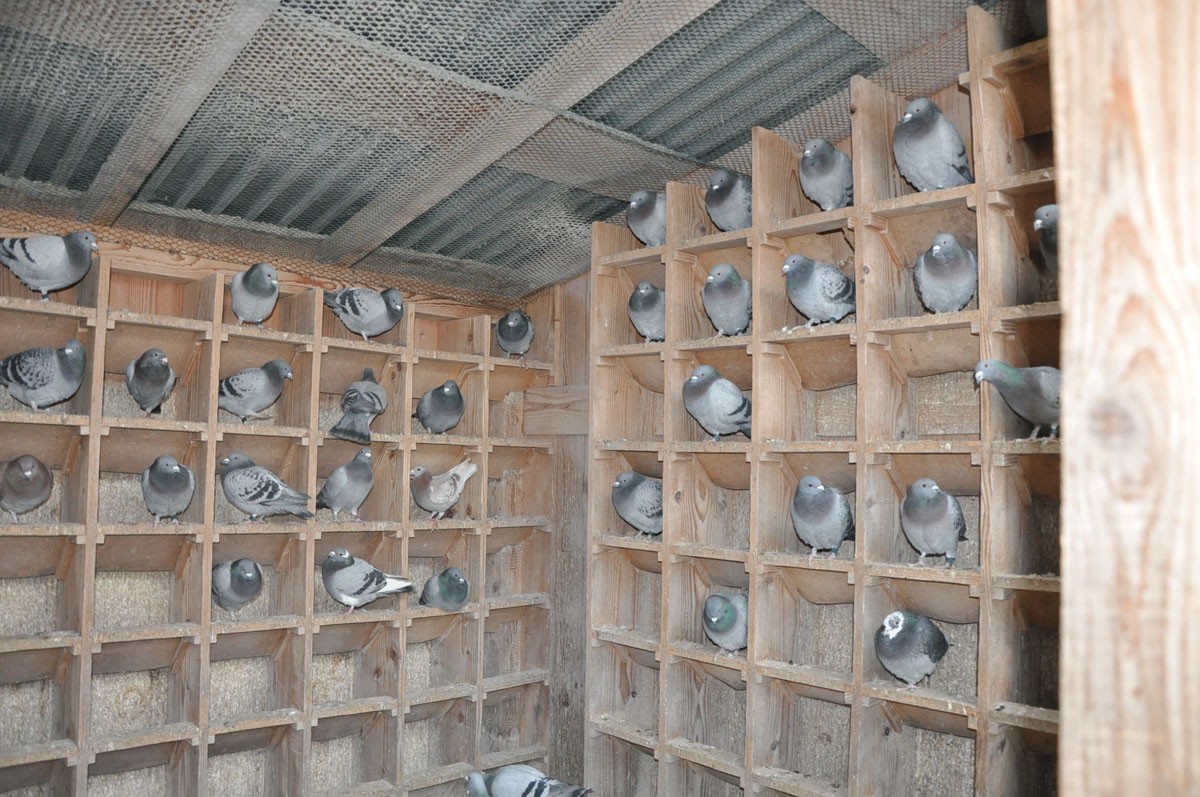 Oddelenie mladých holubov